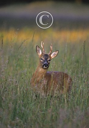 Roe Deer Buck DM0653
